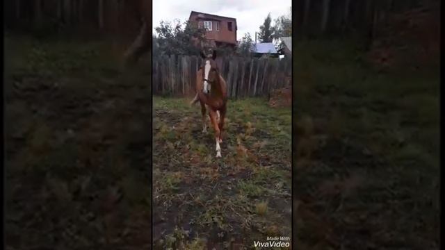 Орловский жеребёнок. Возраст 1год4мес. Рост в холке 155см. Г.Омск 8-906-991-52-00 смотреть онлайн