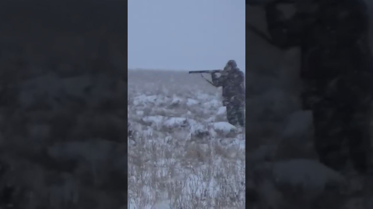 Выстрел по зайцу #охота #охотаназайца смотреть онлайн