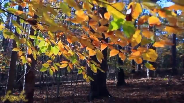 Красота осени. смотреть онлайн