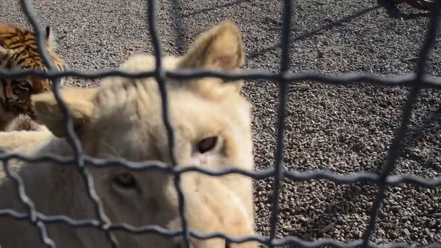 Львино-тигриный привет из подростковой группы ! смотреть онлайн