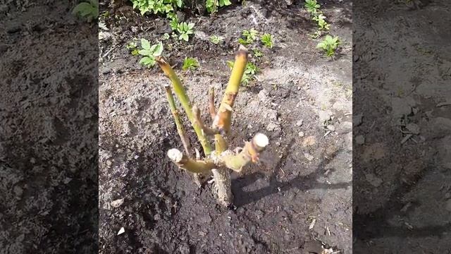 работы в саду в начале мая. подкормка азотными удобрениями и посадка моркови и свеклы. смотреть онлайн