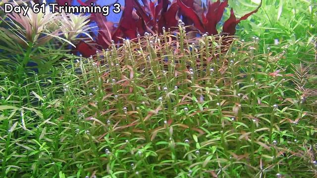 USE LIQUID FERTILIZER - STEP BY STEP AQUASCAPE DUTCHSTYLE
