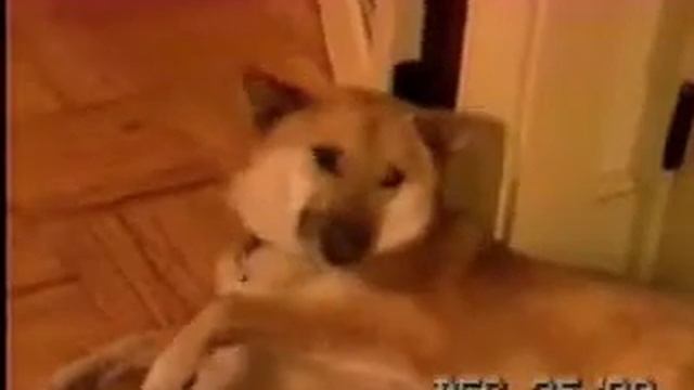 Chinook Seizures video from Canine Epilepsy Network смотреть онлайн