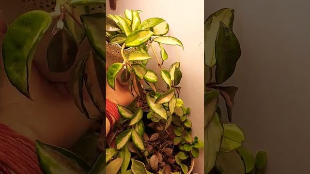 Hoya Crimson Princess смотреть онлайн