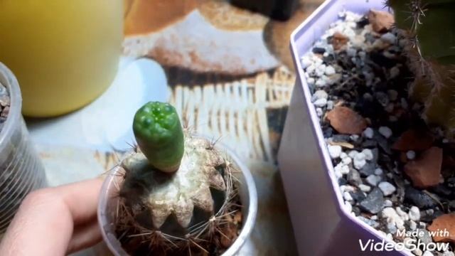 Укореняю кактусы, жалею пеньки смотреть онлайн