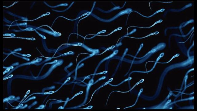 Canine Reproduction : When To Breed (2018)