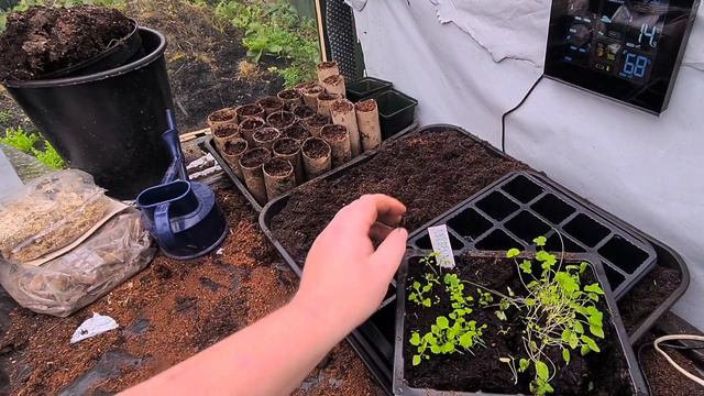 How to grow Verbena Bonariensis guaranteed results wl смотреть онлайн