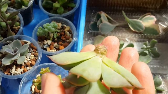 Как размножить суккуленты в домашних условиях листьями и черенками. смотреть онлайн