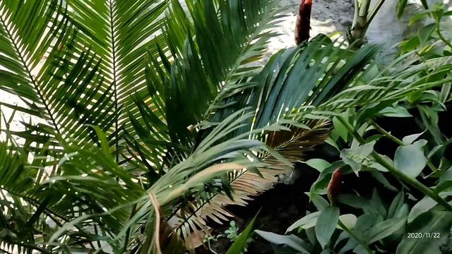 MY HOUSE PLANT COLLECTION |Ornamental Plants | Plantito смотреть онлайн