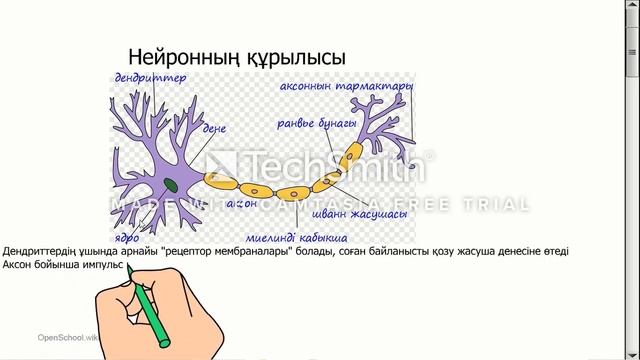 Жүйке жүйесінің құрылысы мен қызметі. Коккозова Н.А. смотреть онлайн