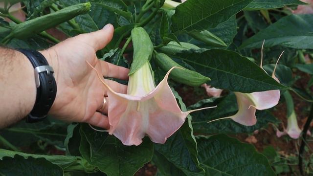 Amazing Angel Trumpet Flowers Brugmansia FULL HD смотреть онлайн