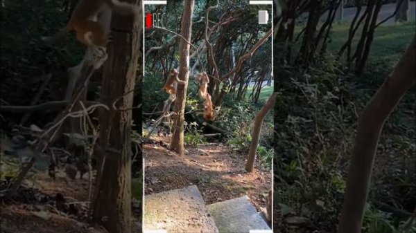 The Best of Monkey Videos - A Funny Eating Monkeys Compilation Ep171