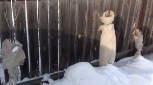 колоновидные яблони зимовка в Сибири