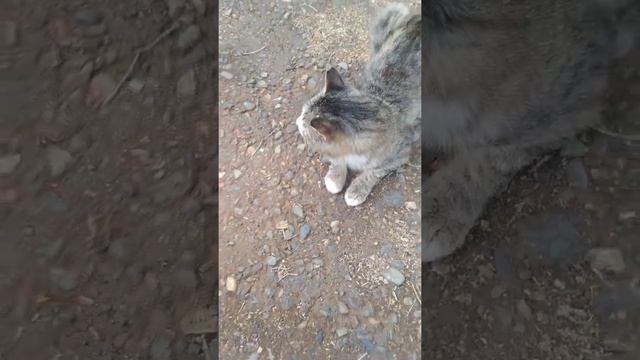 Когда у кота нет настроения!? смотреть онлайн