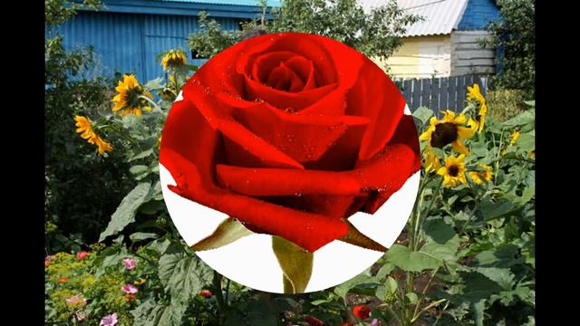 ГУЛЬШАТ, С ДНЕМ РОЖДЕНИЯ!!! смотреть онлайн