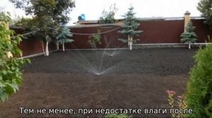 Когда сеять клевер в открытый грунт