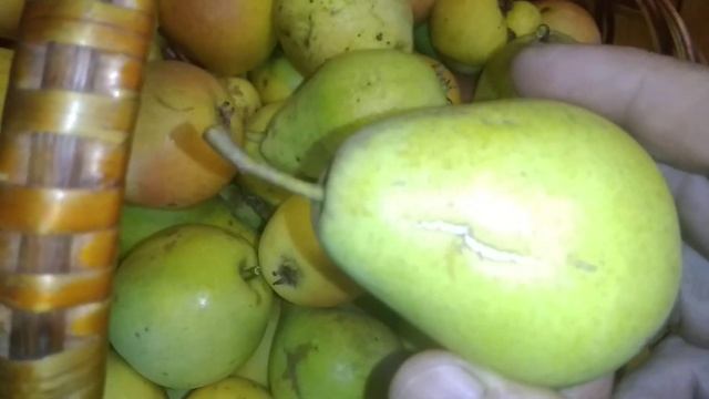 ☼Сорт груши Лада смотреть онлайн