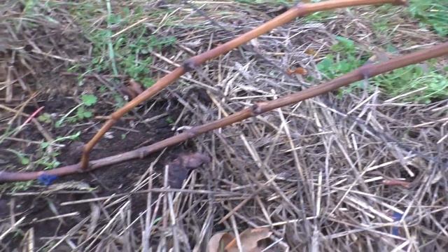 Виноград г.ф. Блестящий . Косяки этой формы. смотреть онлайн