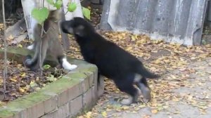 Восточноевропейская овчарка, 1,5 мес. - кормление)))