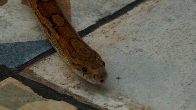 ТОП 10 Ящериц и змей для содержания дома.