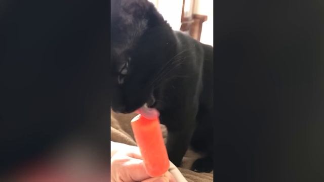 Cute and Funny Cat Videos to Keep You Smiling! ? смотреть онлайн