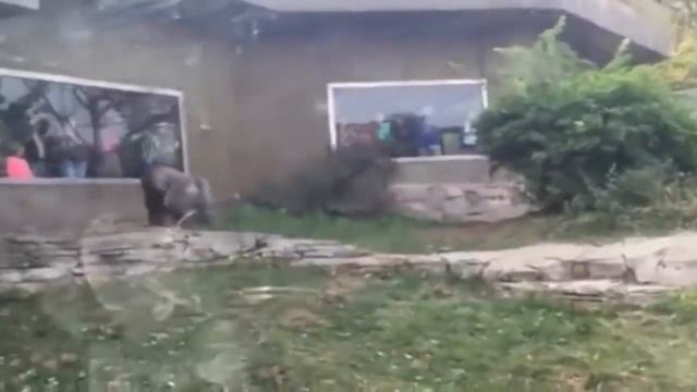 ГИГАНТСКАЯ ГОРИЛЛА В ДЕЛЕ! Вот на что способны гориллы в ярости! смотреть онлайн