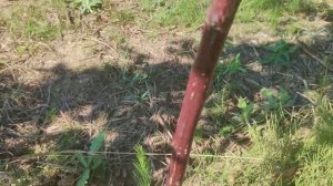 Ежевика. Штамбовая формировка, сорт Натчез.