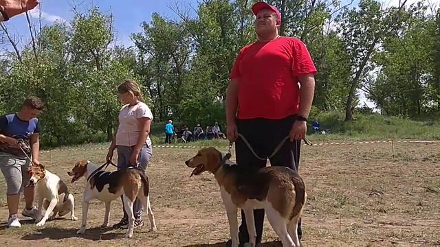 Ринг выжловок рпг мл.возр.гр.Волгоградская выставка собак охотничьих пород военного общества охотни смотреть онлайн