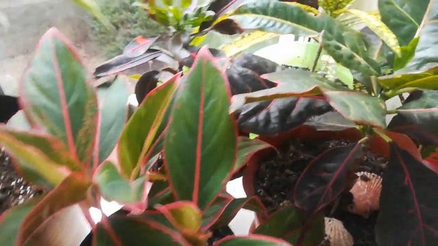 Начинаю удобрять 🌺🌱🤗 смотреть онлайн