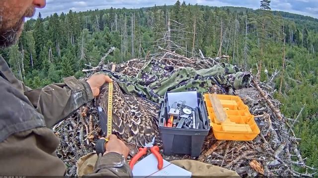 Irmas mazuļu gredzenošana - XH; XJ; XK  2018.07.09