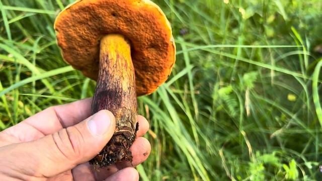 ХОЧЕШЬ ДУБОВИКИ - ХОЧЕШЬ БЕЛЫЕ ГРИБЫ ! НЕВЕРОЯТНЫЕ ПОЛЯНЫ БОРОВИКОВ ! ОЛИВЕР ! Грибы 2023 ! смотреть онлайн