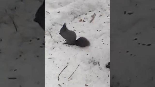 Милая белочка смотреть онлайн