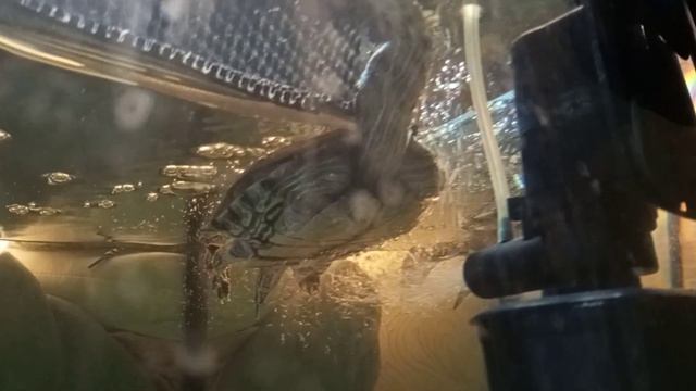 🍓Красиво жить не запретишь😜 смотреть онлайн