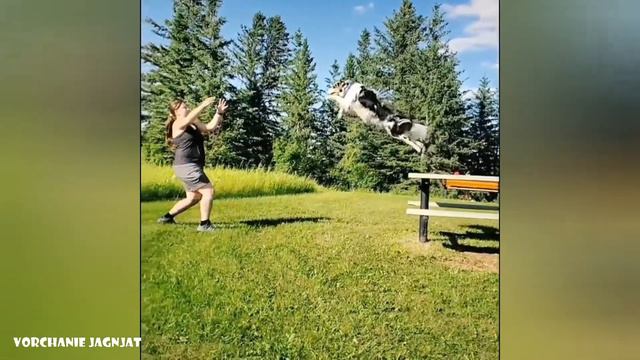 Funny Animals 1 | Смешные и милые видео приколы с животными смотреть онлайн