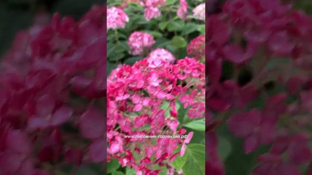 Древовидные гортензии из серии Анабель США Proven Winners Exlusive Bella Ragazzza