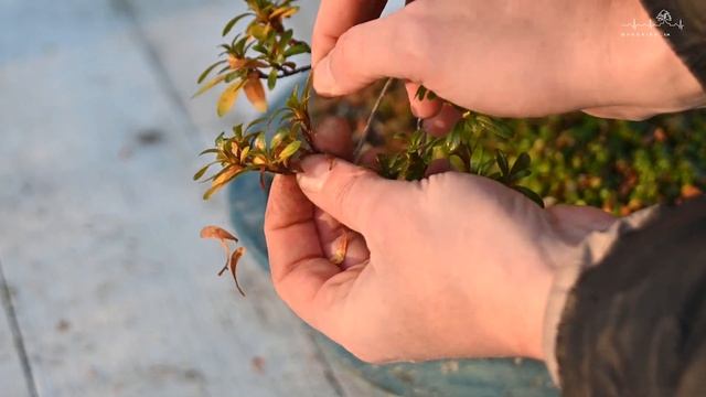 БОНСАЙ из АЗАЛИИ ЯПОНСКОЙ (Rhododendron indicum). Осенние работы | Satsuki azalea. Autumn works. смотреть онлайн