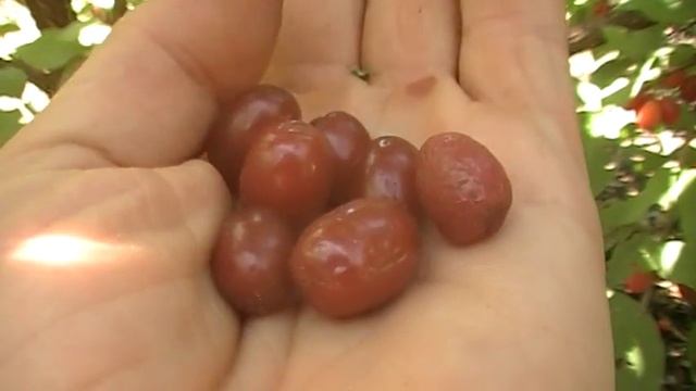 Супер полезная ягода кизила смотреть онлайн