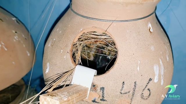 Visit Asif Bhai Finch Setup | Finch,Java,Dove Huge Setup | Hindi | Urdu смотреть онлайн