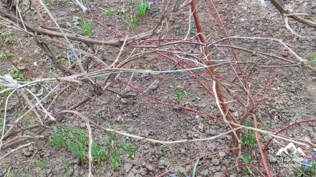 Цветы пролески ( сцилла ) выращивание  и уход ! Пролески ( Scilla ) красивая легенда !