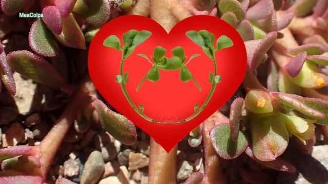 Αντράκλα - Γλιστρίδα θεραπεύει πολλές παθήσεις смотреть онлайн