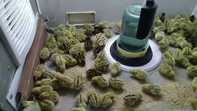 Маньчжурский перепел прошло двое суток смотреть онлайн