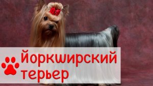 Йоркширский терьер | Характер, питание, содержание