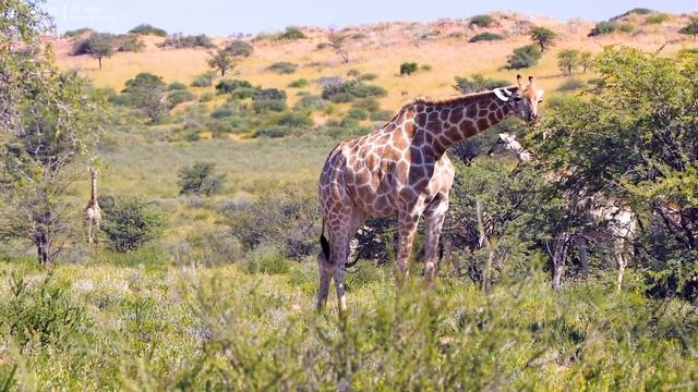 FLYING OVER AFRICA (4K UHD) - Relaxing Music Along With Beautiful Nature Videos - 4K Video HD смотреть онлайн