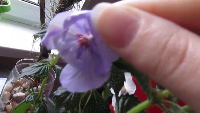 Тилландсия в новом оформлении. Ахименес - не то, что ожидала... смотреть онлайн