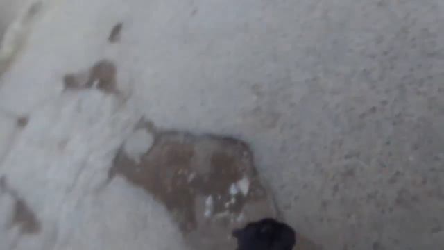 Я гуляю с мопсом по имени Лаки! смотреть онлайн