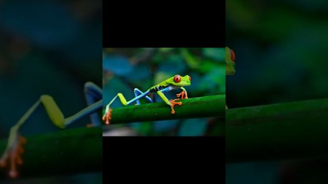 Красноглазая квакша древесная лягушка смотреть онлайн