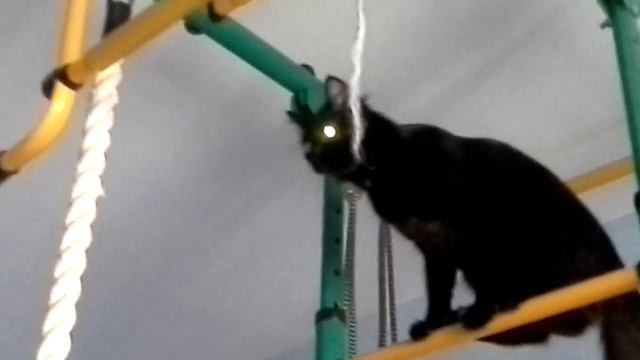 Завидуйте все у кого есть коты смотреть онлайн