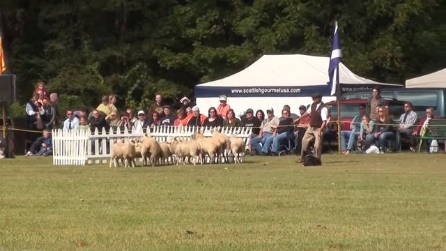 Highland Games 2012 009 Sheep herding shakey смотреть онлайн