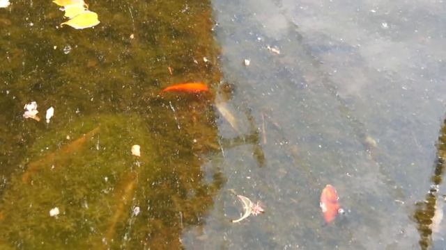 SONY NEX-C3: Test Video... Japanese goldfish смотреть онлайн