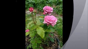 Чайно-гибридная роза Клод Брассер (Claude Brasser)